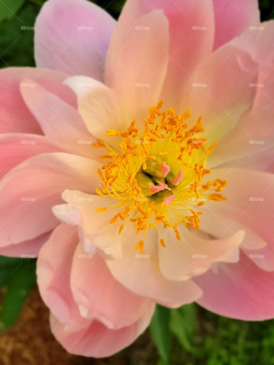 popping peony brings spring joy in the northeast