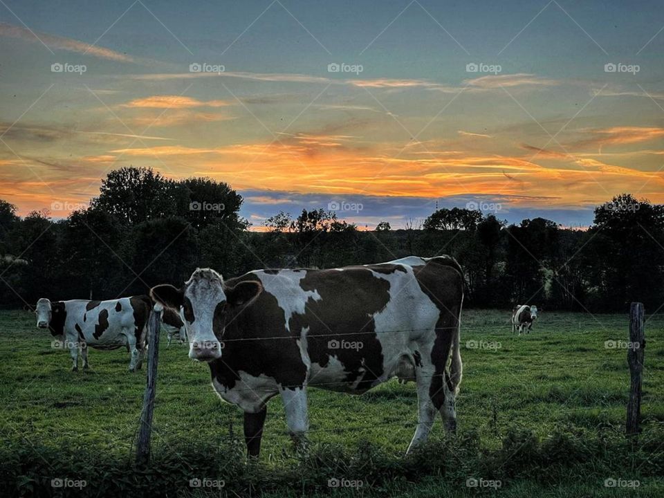 Golden hour with some cow's.