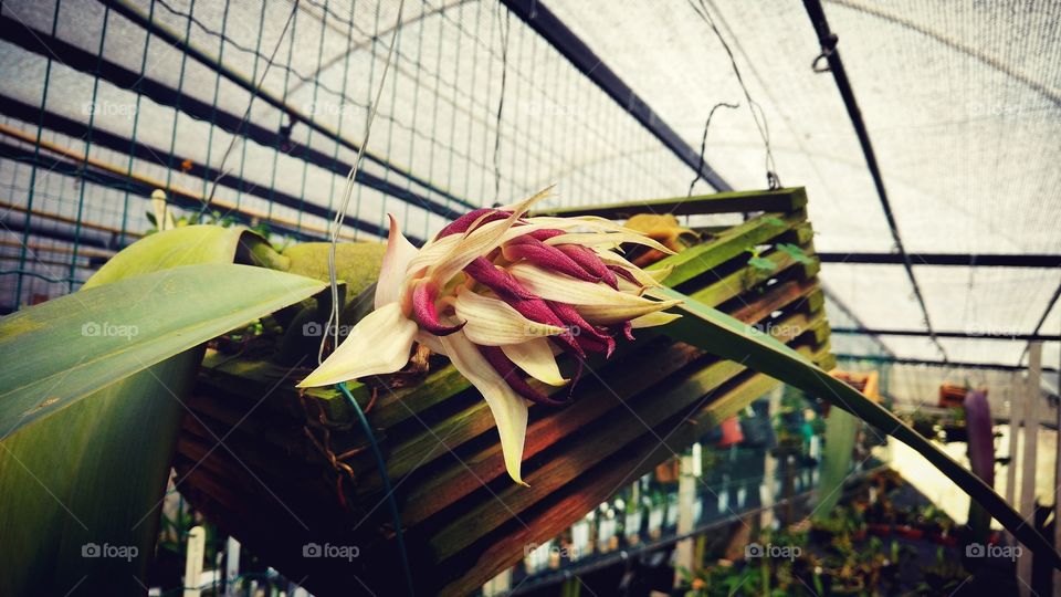 Esta é a flor de uma orquídea rara em um orquidário.