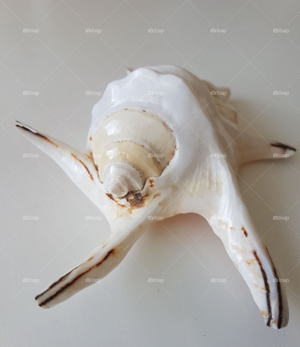 sea shell
