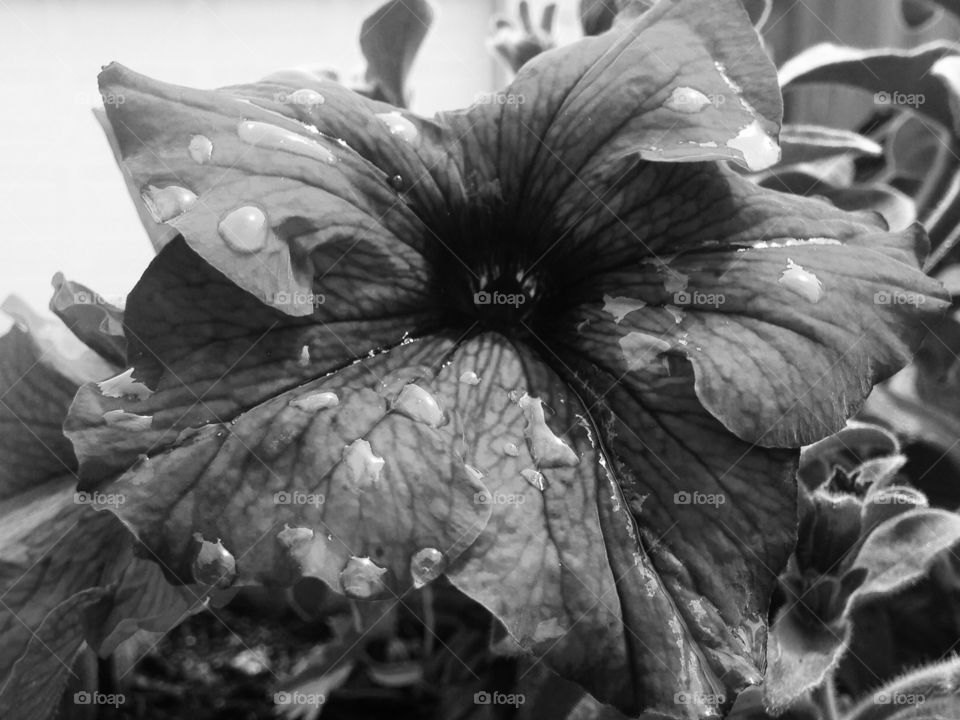 Black and white petunia after rain