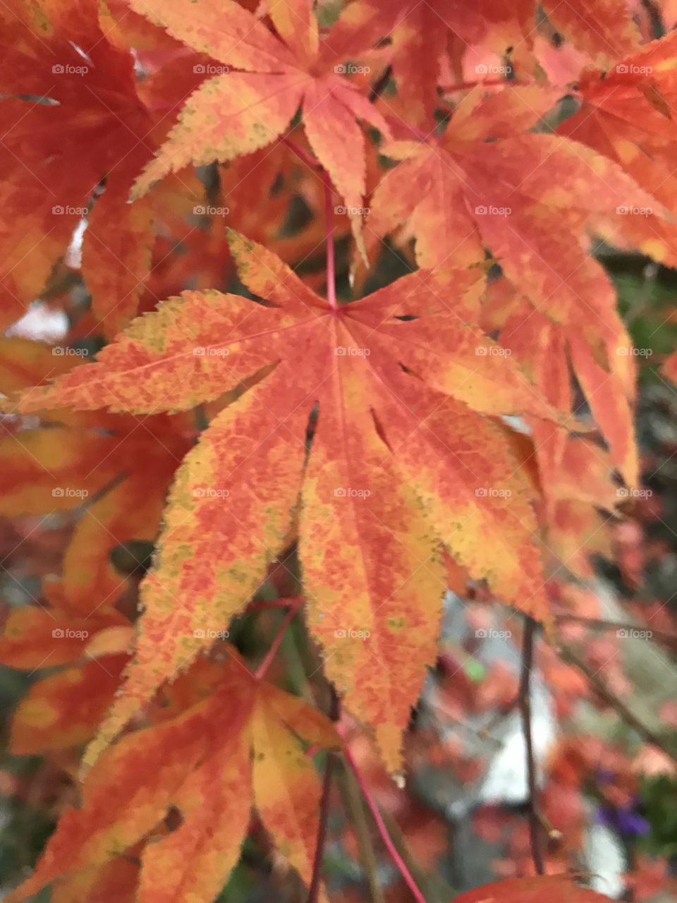 Leaf Color
