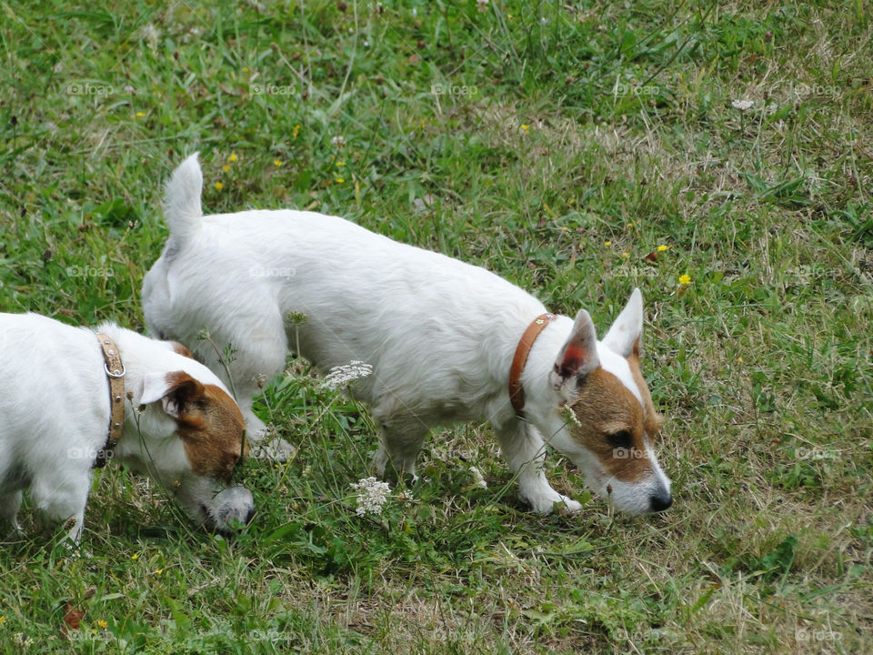 Jack Russell Terrier dogs