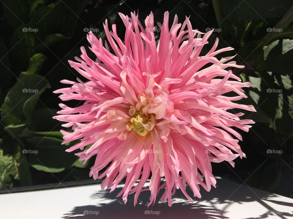 Beautiful pink dahlia