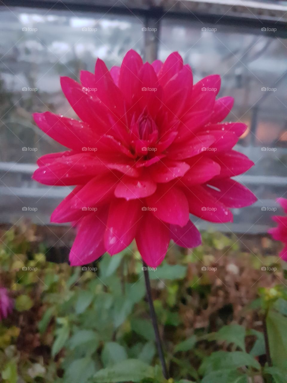 pink flower with rain dew