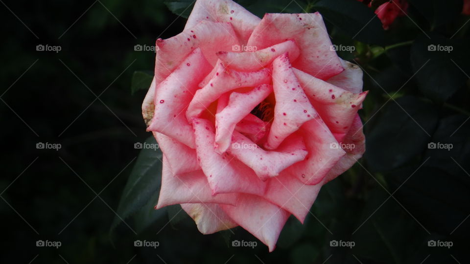 whitering rose
