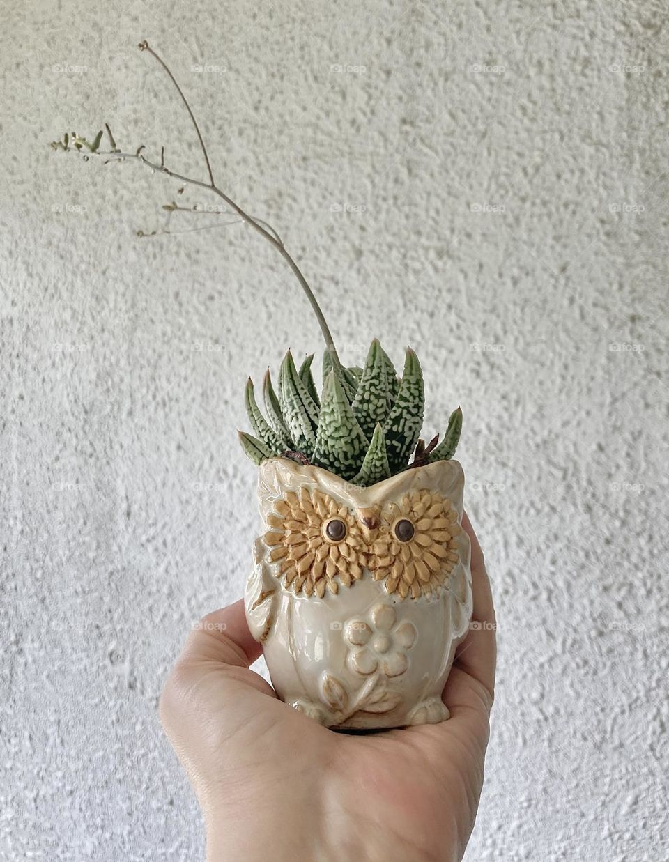 Hand holding a succulent grown in an owl pot