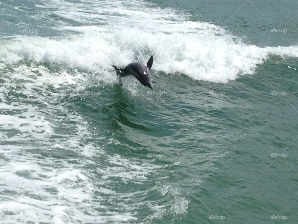 Jumping with Joy. Dolphin from Tampa Bay Area 