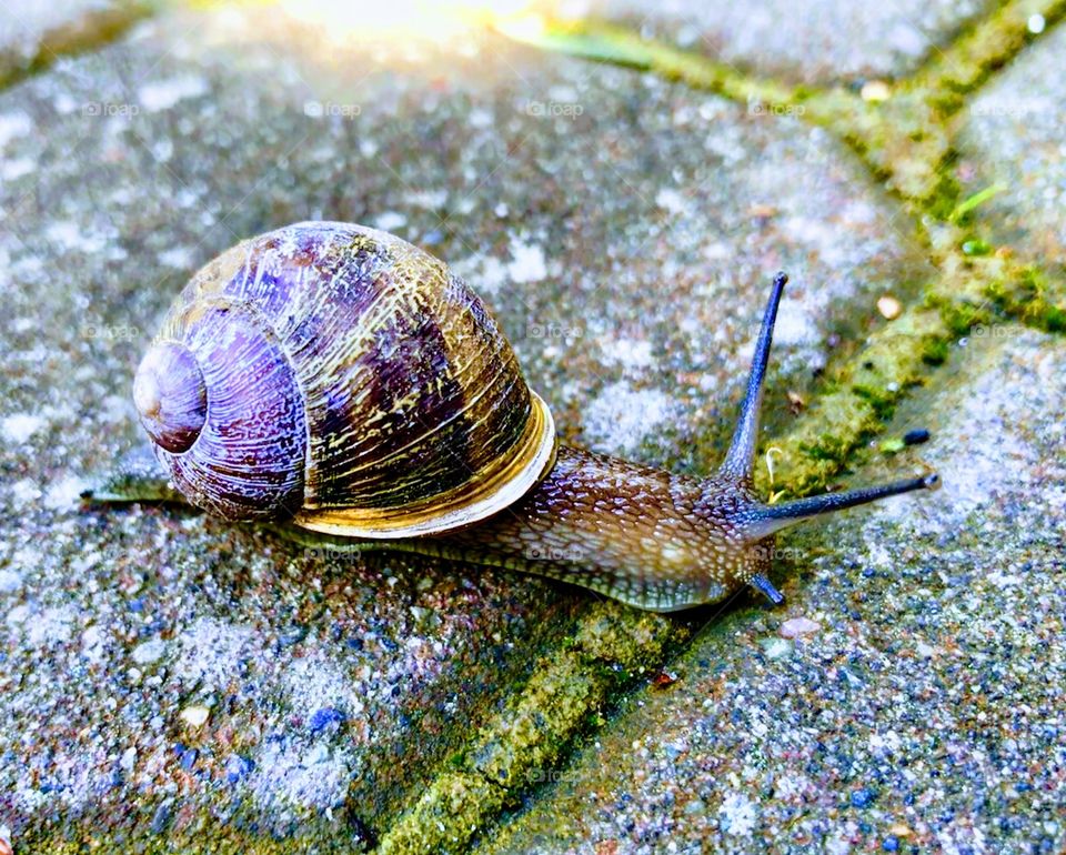It’s a snail’s life