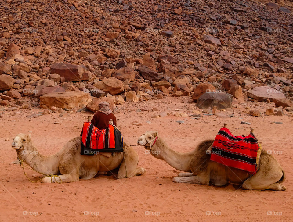 Camels rest
