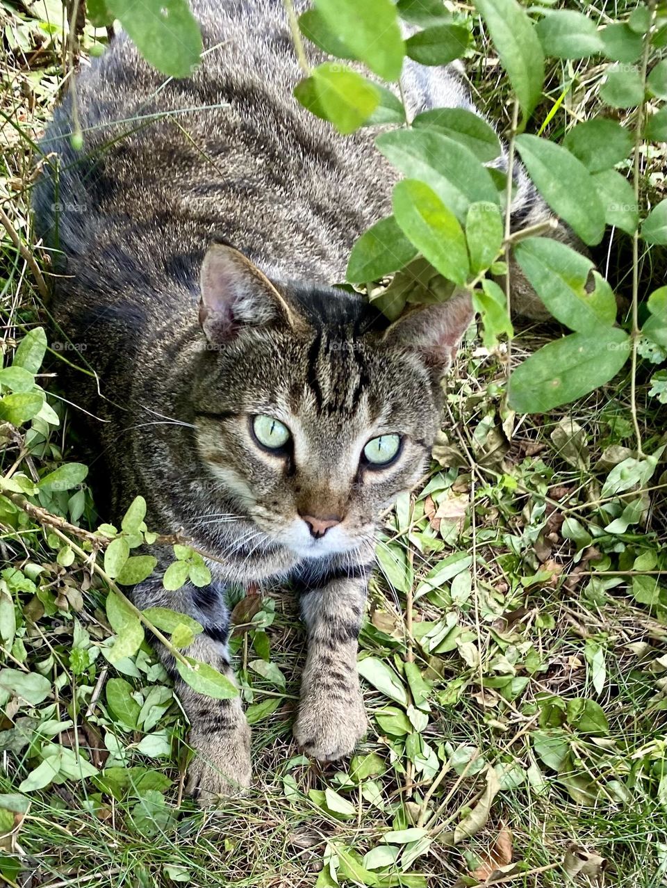 Tabby cat in the weeds