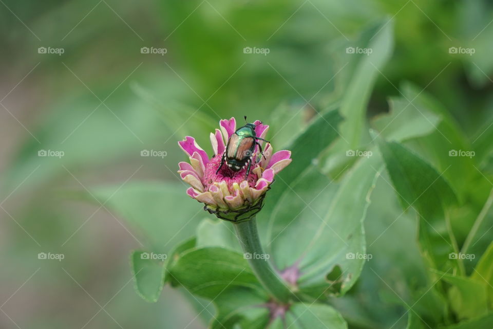 A beetle on a zinnia. 