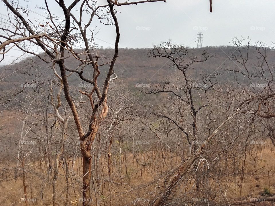 forest road view location