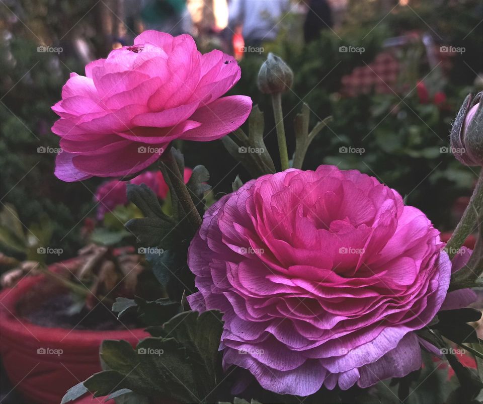 Behold the stunning beauty of the Ranunculus bulbs flower! This vibrant bloom boasts a delicate and intricate design that will take your breath away.