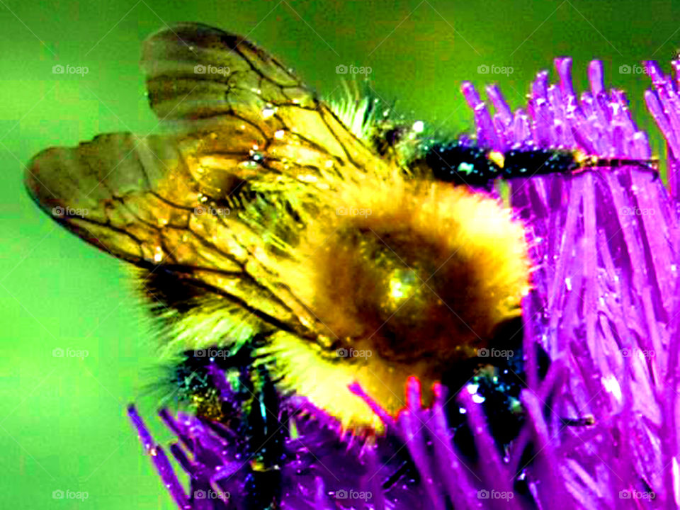 Bumble Bee thistle