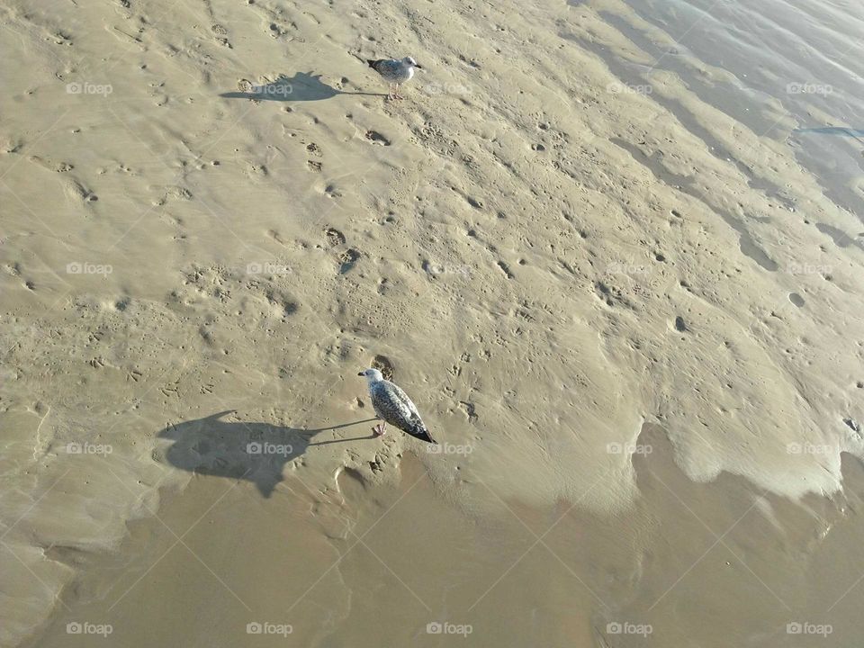 Beautiful seagulls on the sand.