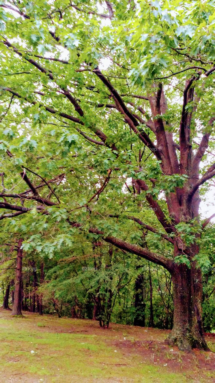 spring trees