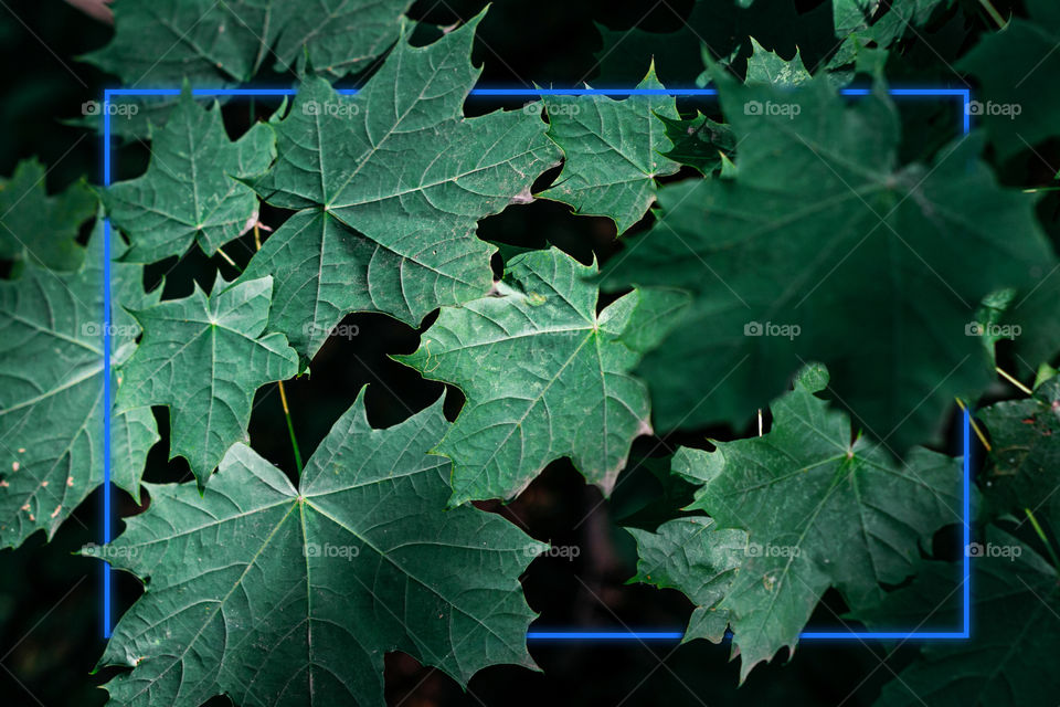 Maple leaves with glowing blue frame, space for text