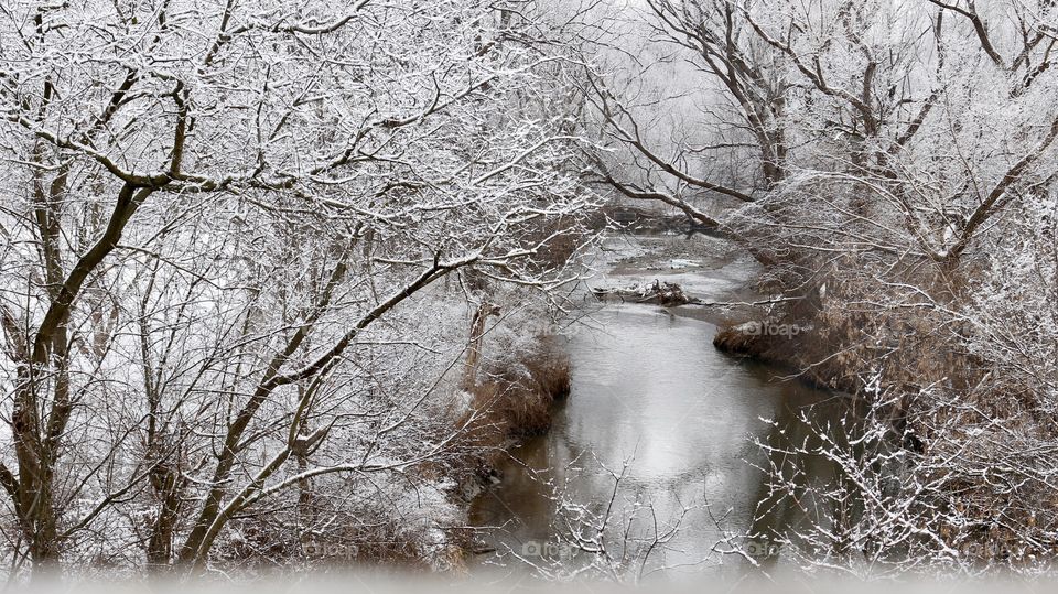 Snowy trees beside the river..