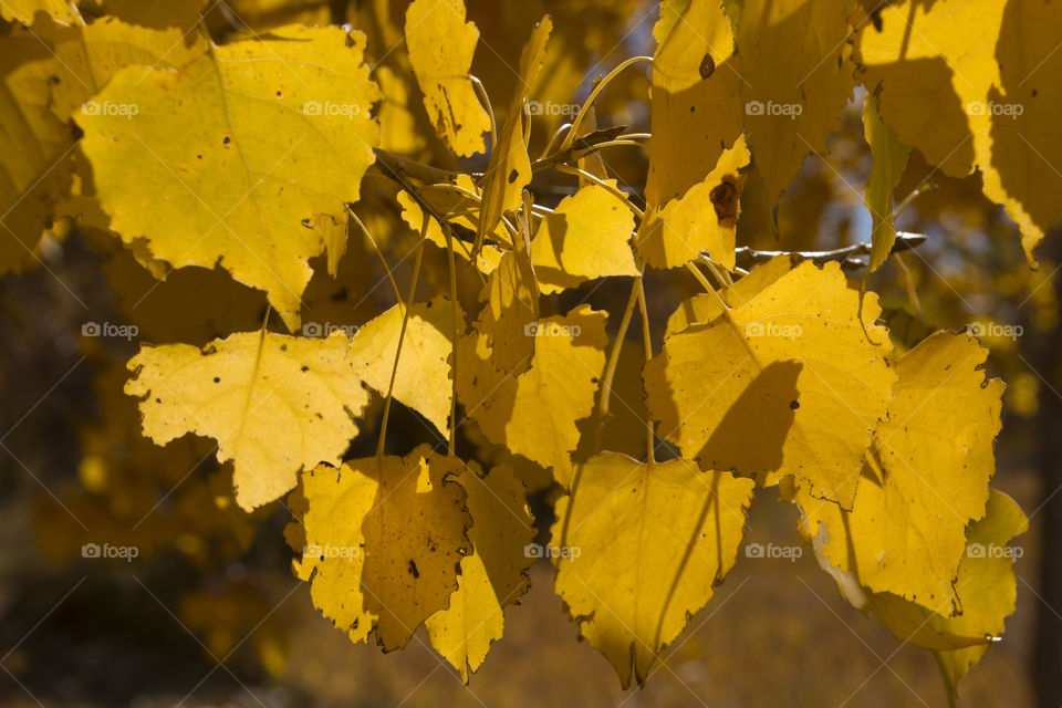 Yellow leaves on yellow trees

