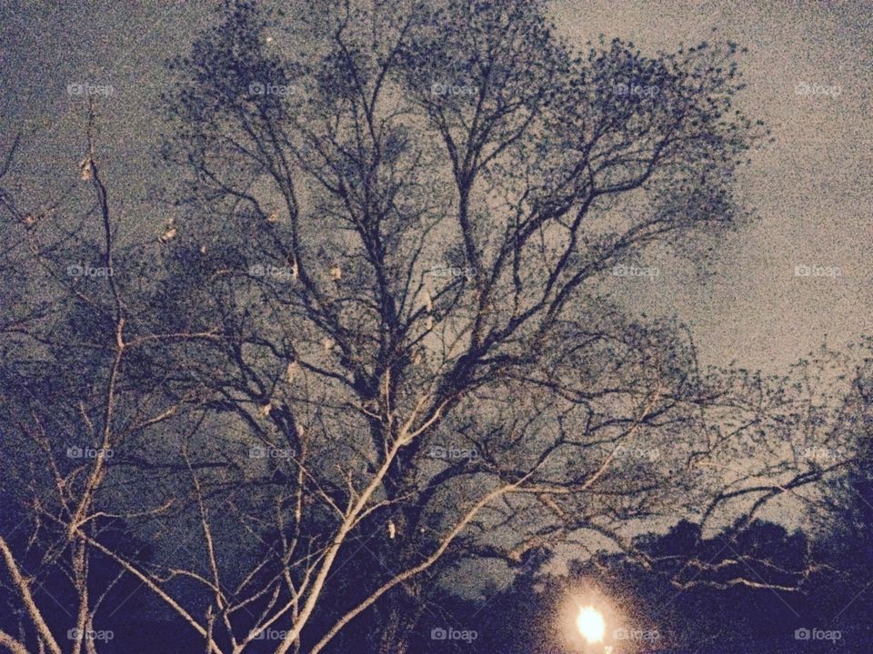 Tree at night. 