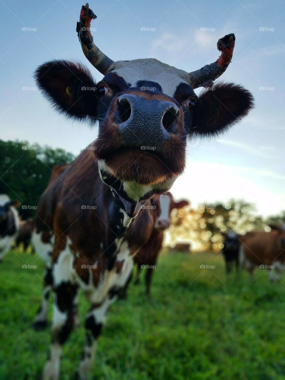 Tipper the Dairy Cow