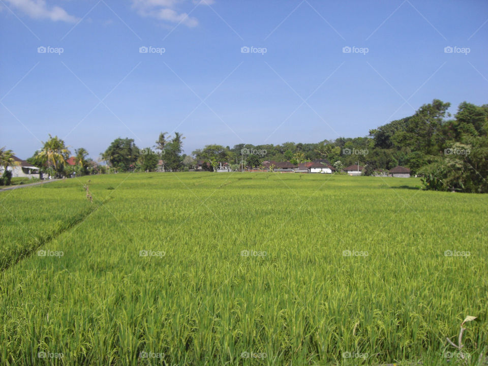 green nature travel grass by thepapierdollies