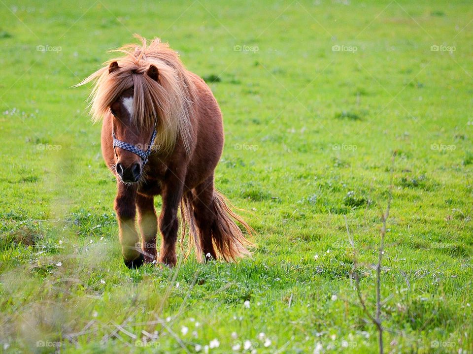 Cute pony