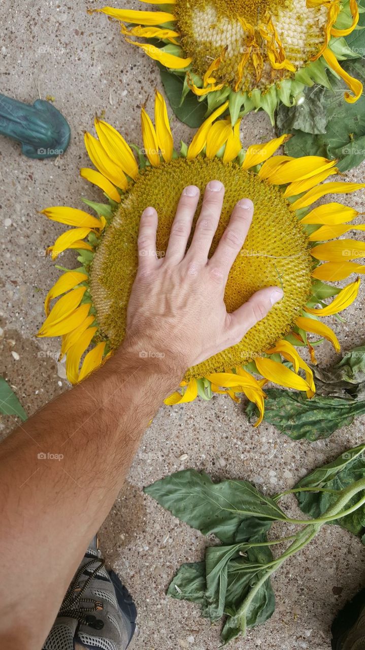 Mammoth Yellow Sunflower Head