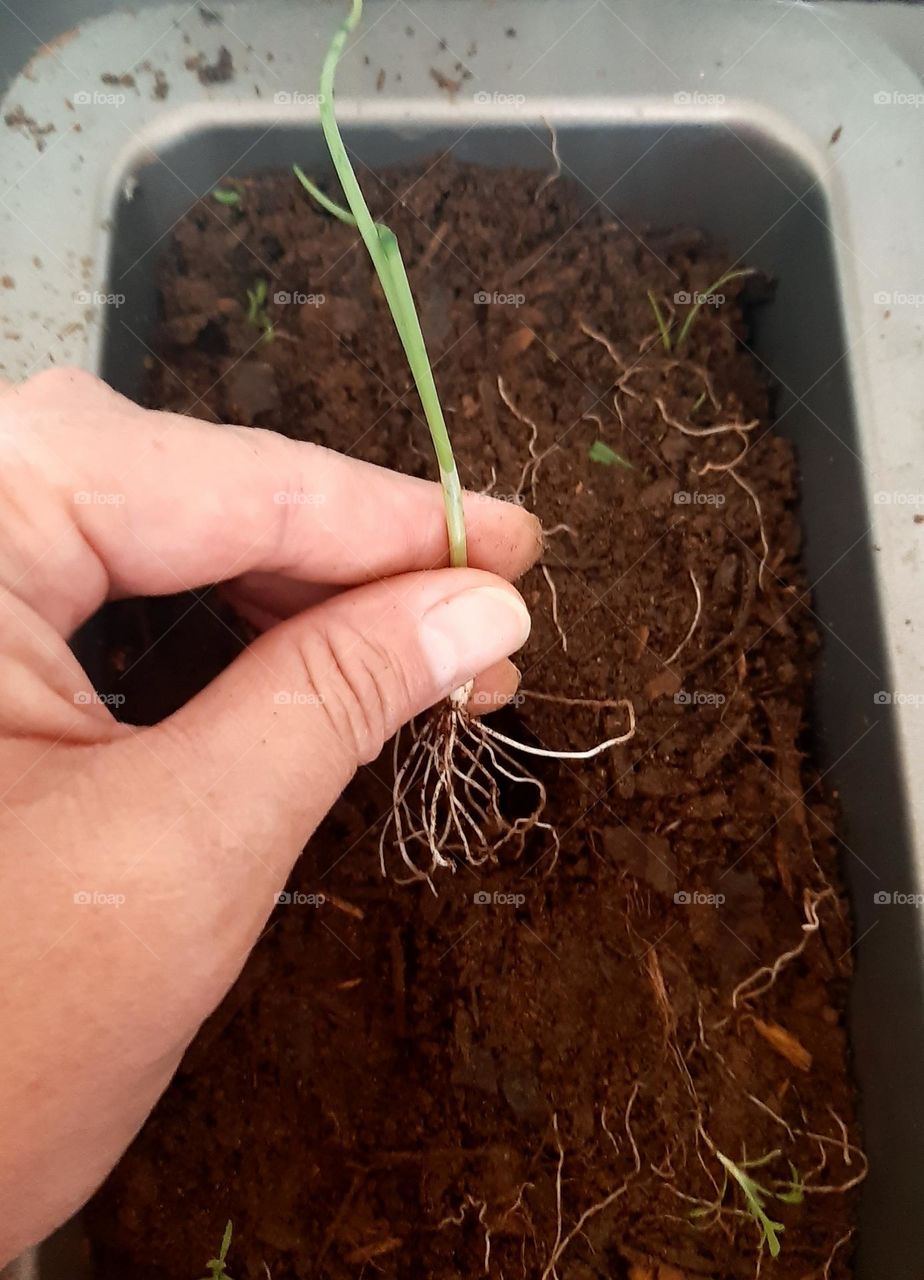 plant a onion with roots
