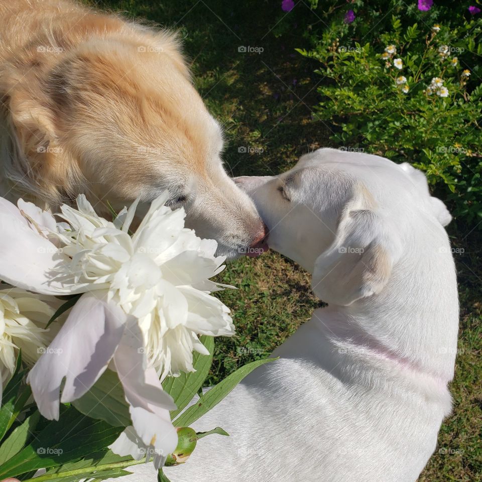 kissy face, our golden retriever kaci and adopted dog Elle sharing a moment by the peonies