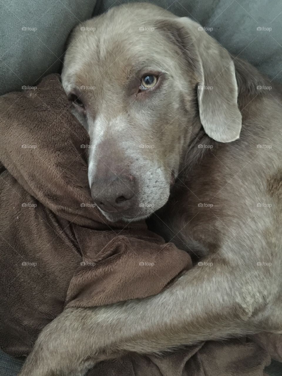 Dog resting on sofa