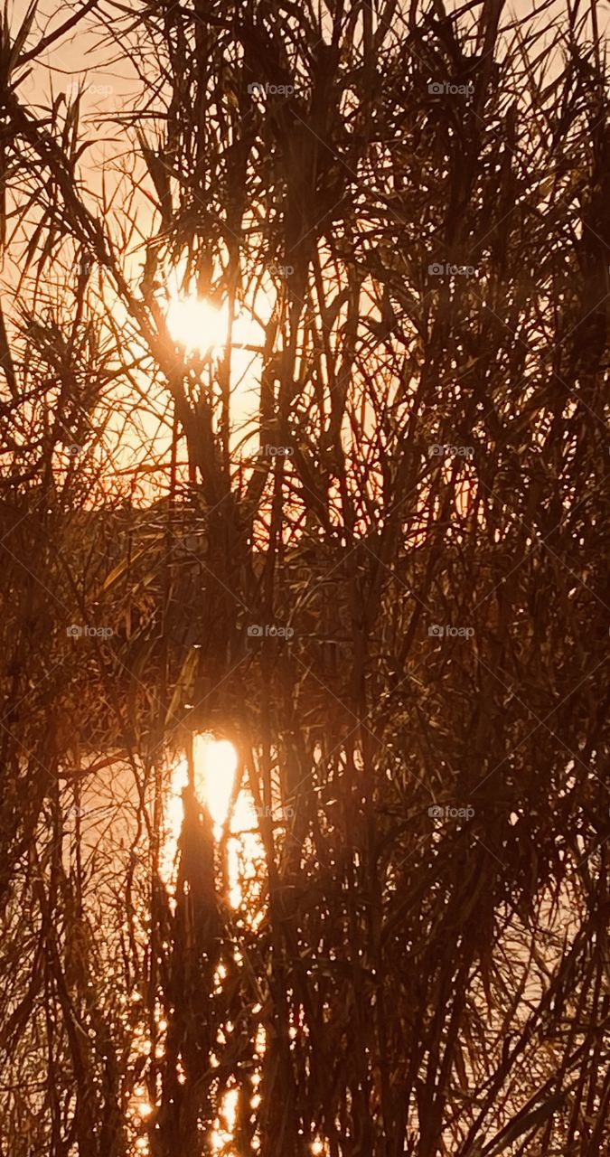 The Powerful Sun the Cat Tail Grass The Sun’s power rays peaking and twinkling glittering with cooll afternoon breeze. 