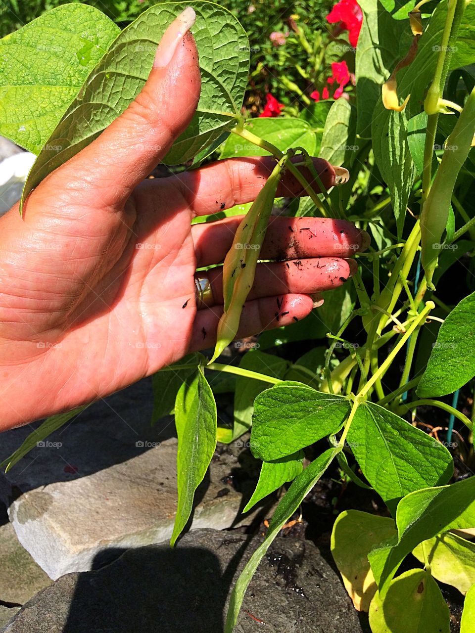 Yellow beans in my garden