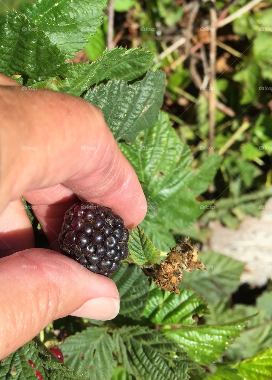 Picking blackberry