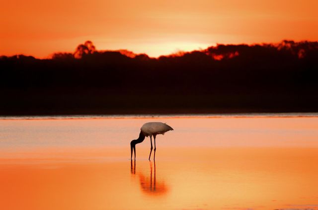 Ave Símbolo do Pantanal se alimentando ao por do Sol.