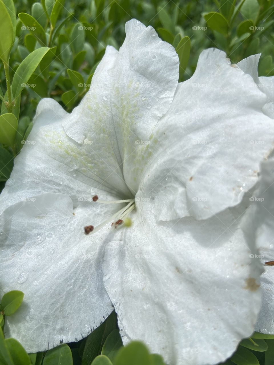 White flower