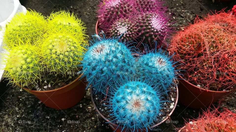 Colourful Cacti