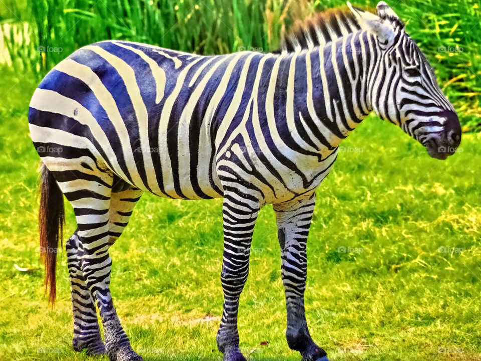 Zebra on the field