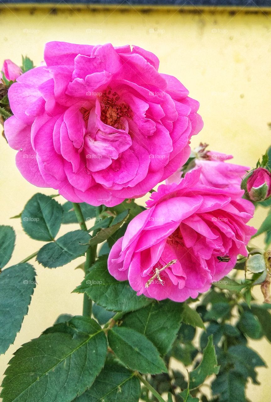 Rosas rosa