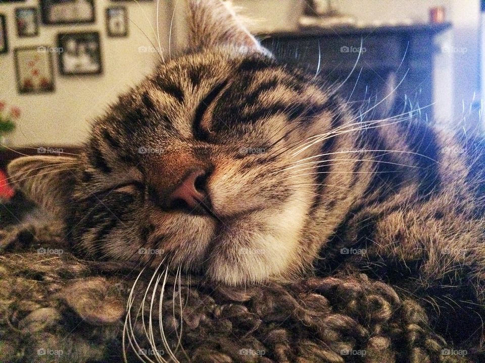 Close-up of cat sleeping