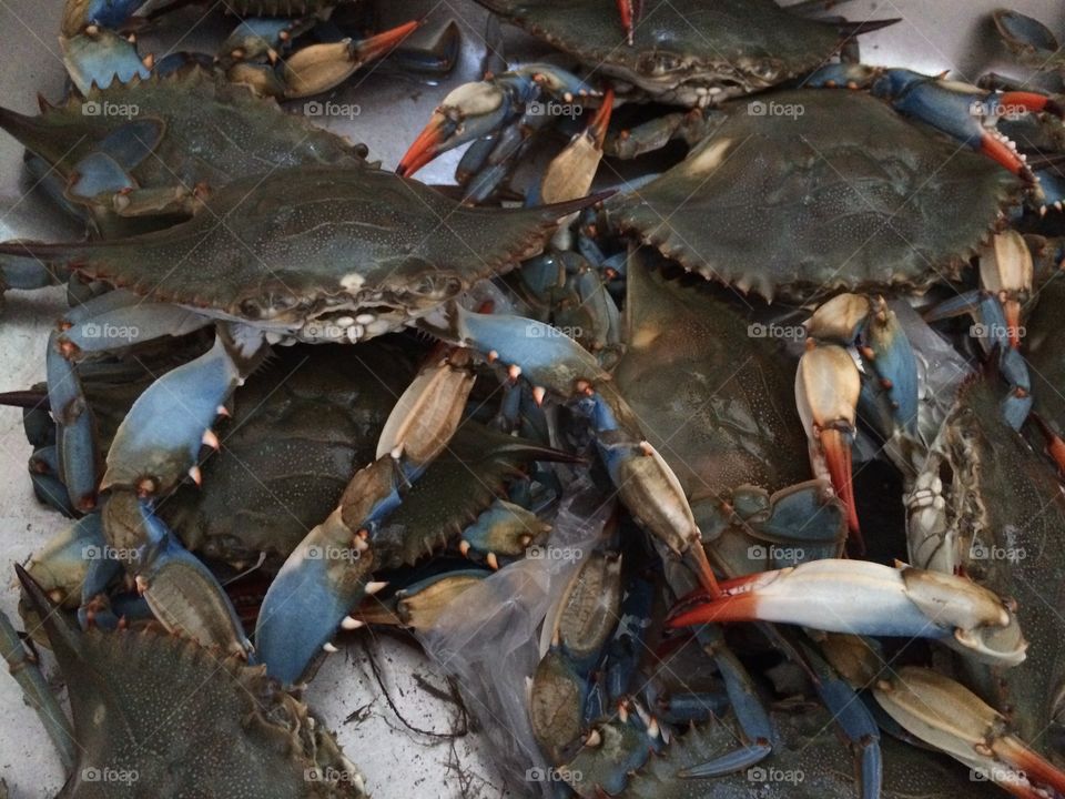 Live Blue Crabs 😊