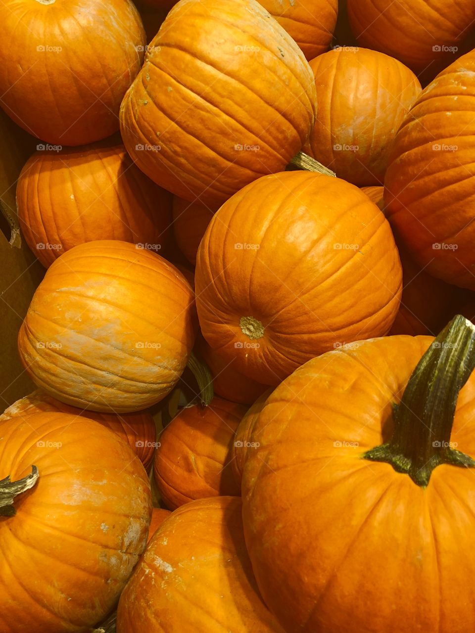 Batch of colorful orange pumpkins 