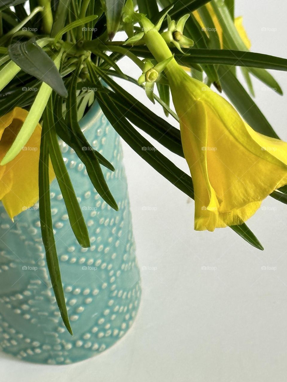 Yellow oleander also known as Be Still Tree flowers and stems in a porcelain perle bead decorated turquoise cylinder vase