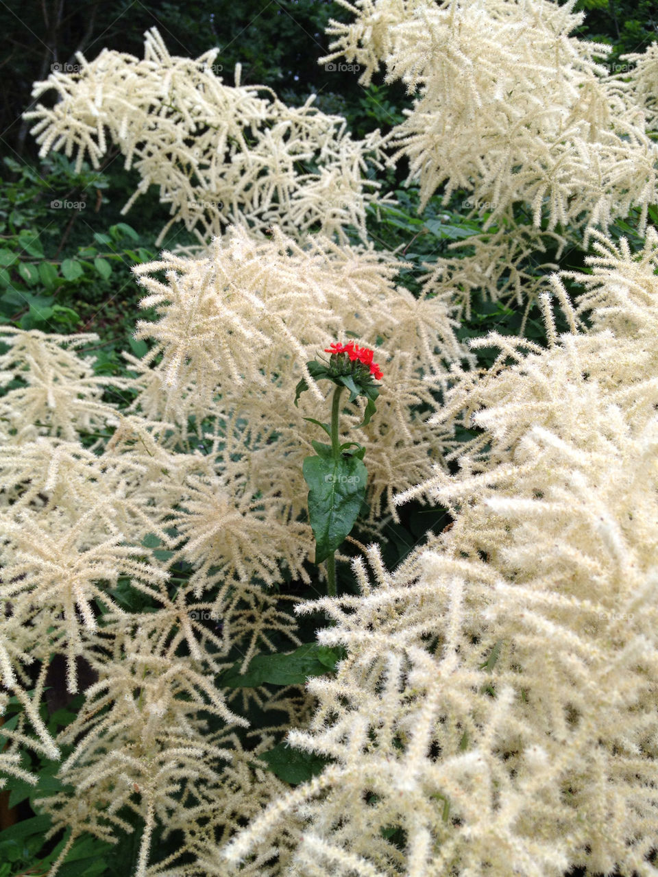 garden flower red white by sandborgskan