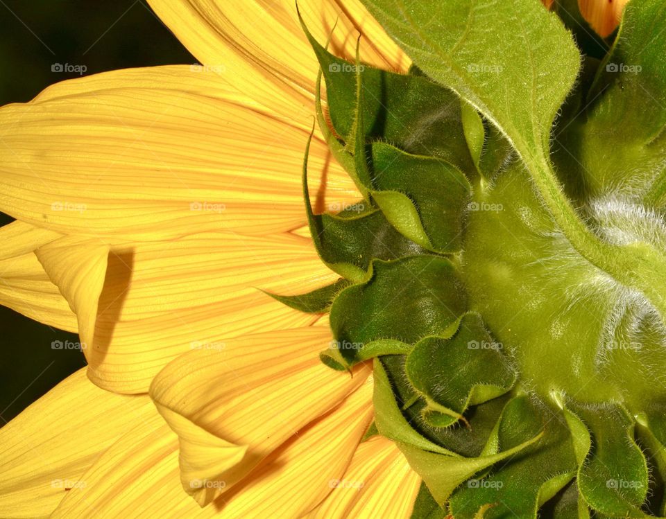 Sunflower from behind