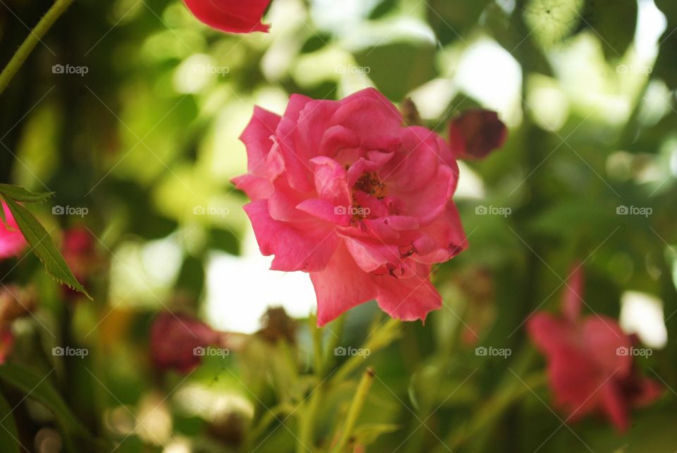 Pink Rose,this rose is a very beautiful flower.