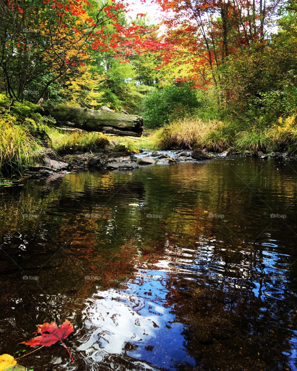 Fall day leaf in water 