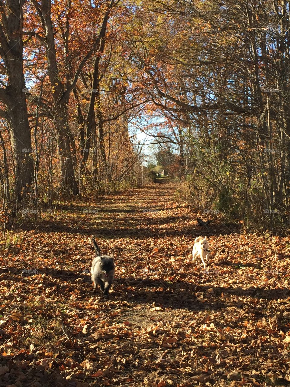 Hiking Dogs