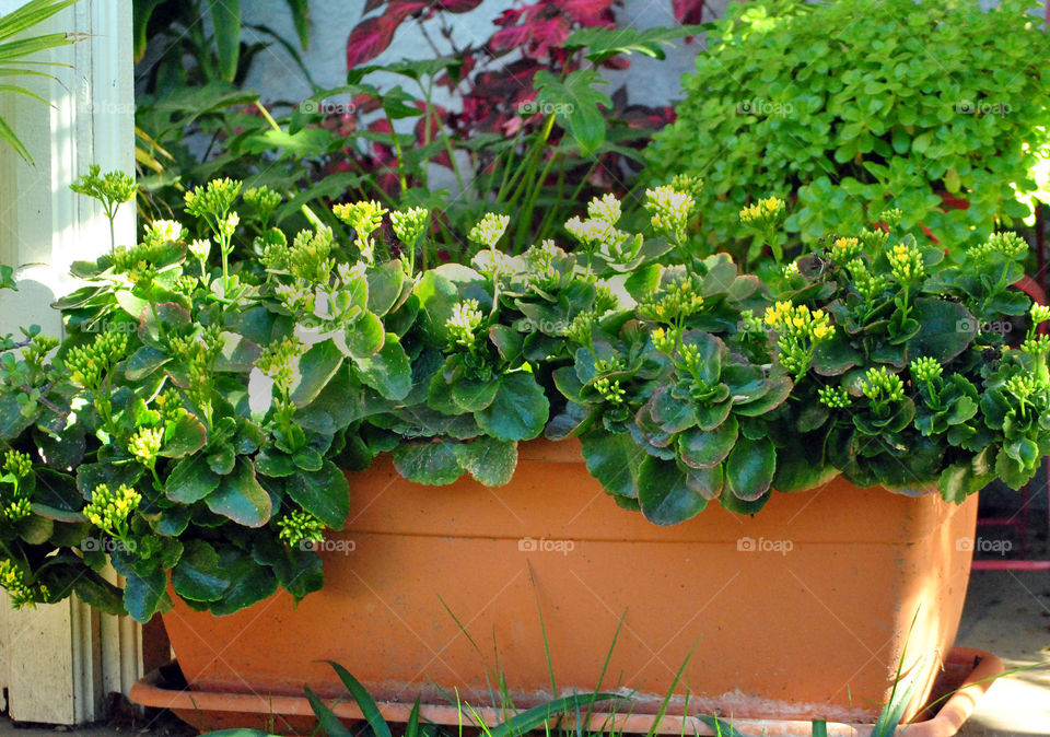 house plant in rectangular pot